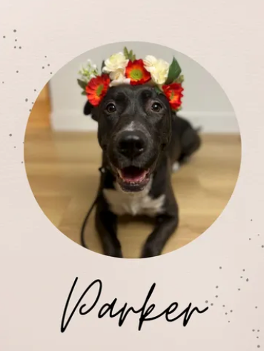 Meet Parker