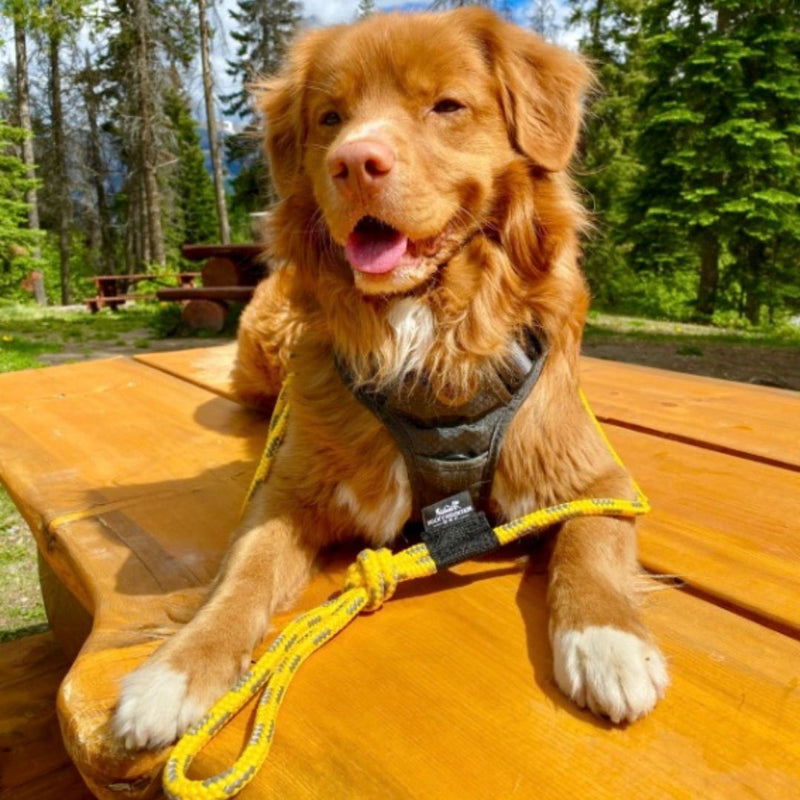 Load image into Gallery viewer, The Mountain Lakes Dog Rope Leash - Rocky Mountain Dog