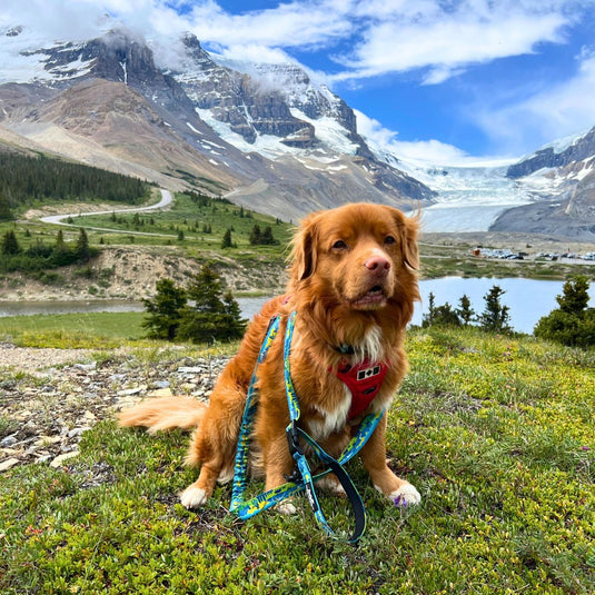 Jasper All Mountain Leash - Rocky Mountain Dog