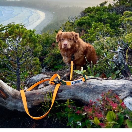 RMD Hands-Free Biothane Waterproof Leashes - Swivel Carabiner - Rocky Mountain Dog