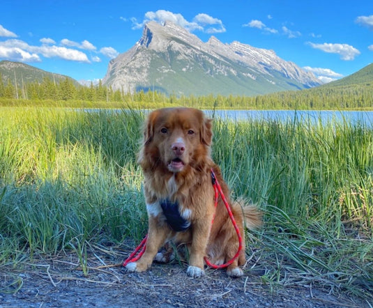 brown nova scotia duck tolling retriever on a red rope dog leash sitting in the grass near vermillion lake, banff, ab