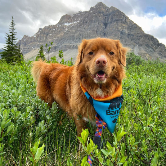 Banff Bandana - Rocky Mountain Dog