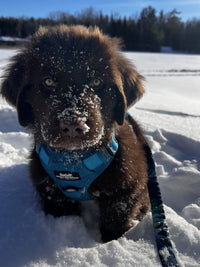 Beautiful Harness