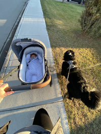 Best hands-free leash for stroller walks!