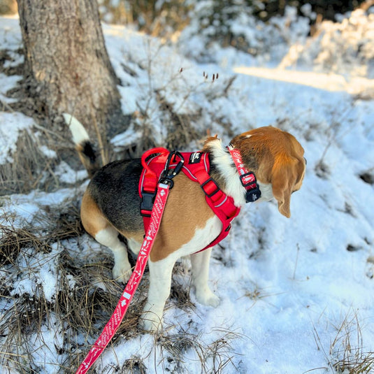 brown beagle wearing a red harness on top of a mountain in castle mountain viewpoint, banff,  ab