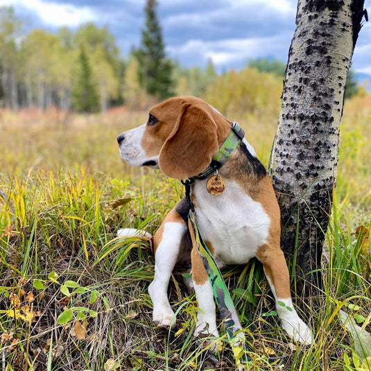 Kootenay Alpine Dog Collar - Rocky Mountain Dog