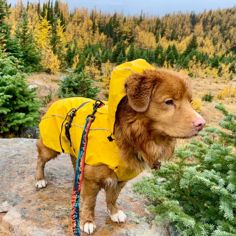 Load image into Gallery viewer, Tofino Rain Jacket - Rocky Mountain Dog