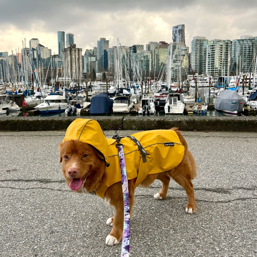 Tofino Rain Jacket Rocky Mountain Dog