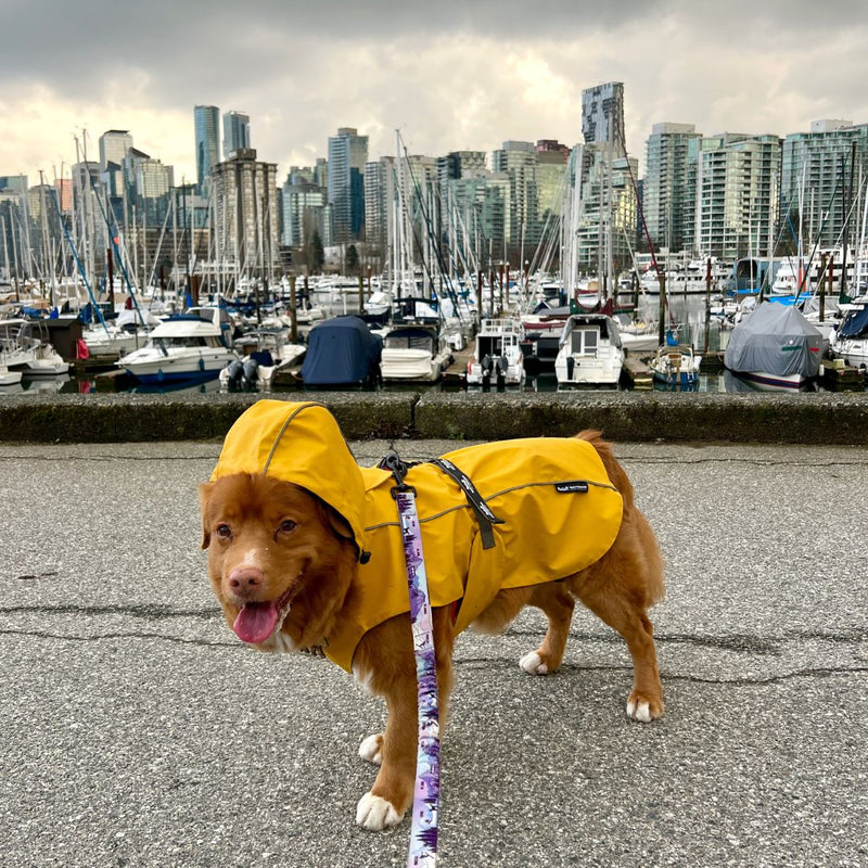 Load image into Gallery viewer, Tofino Rain Jacket - Rocky Mountain Dog