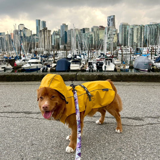 Tofino Rain Jacket - Rocky Mountain Dog