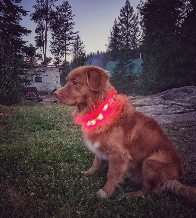 Load image into Gallery viewer, duck toller dog wearing led collar