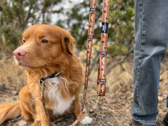 brown nova scotia duck tolling retriever  on a leash sitting next to a person in calgary