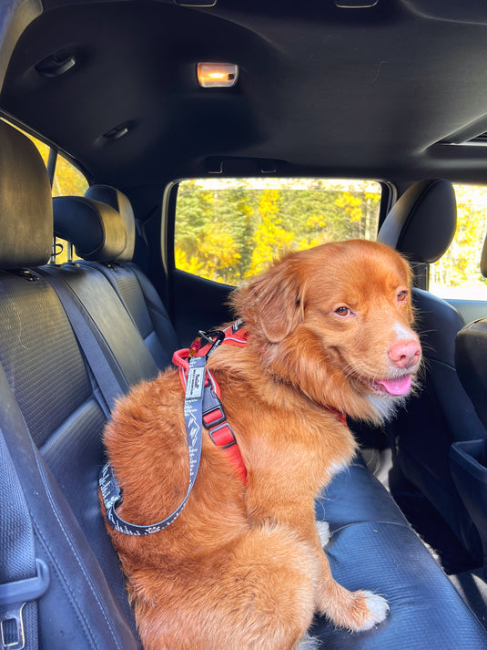 Carsafe Dog Seatbelt Carabiner Restraint - Rocky Mountain Dog