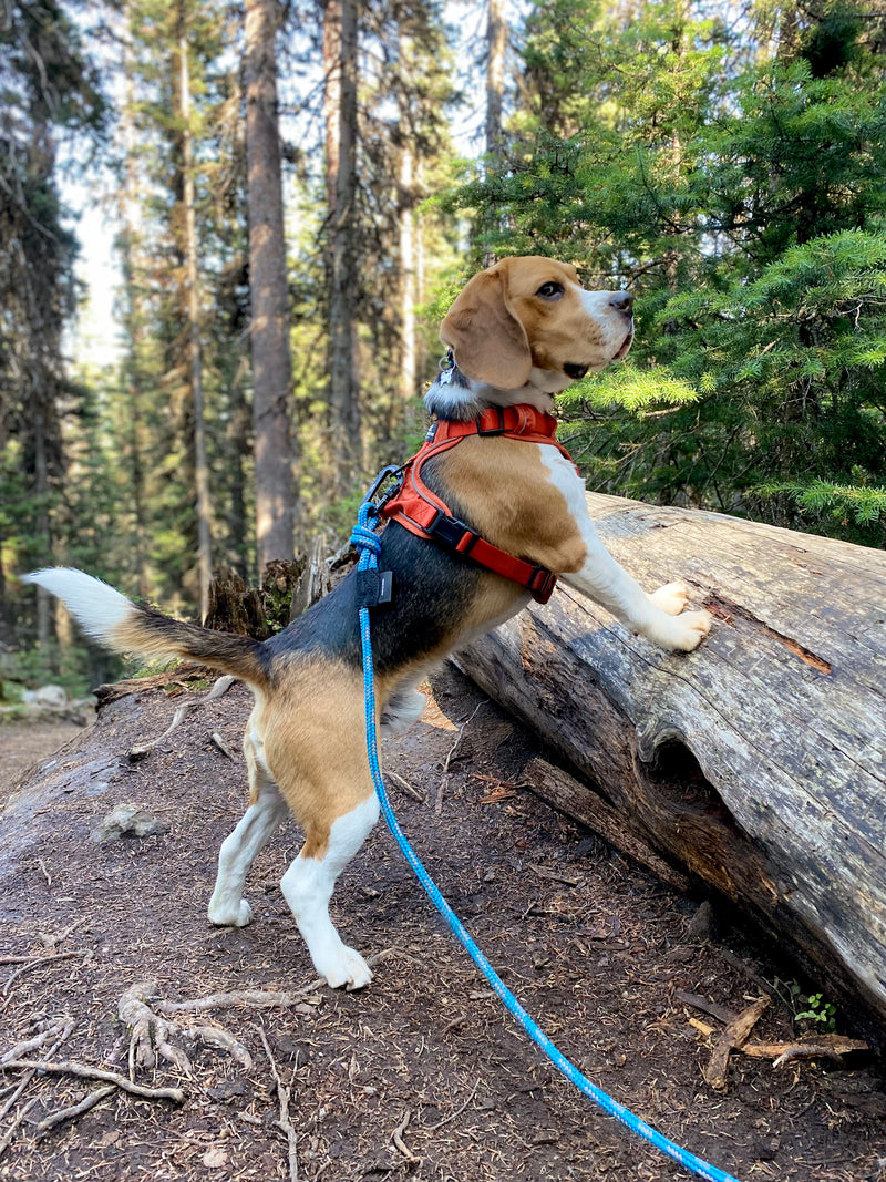Load image into Gallery viewer, beagle standing on its hind legs on a leash in rawson lake trail, banff

