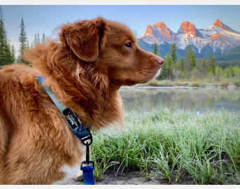 Load image into Gallery viewer, Canmore Alpine Dog Collar - Rocky Mountain Dog