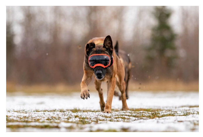 Load image into Gallery viewer, V2 Extra Large Dog Goggles - Rocky Mountain Dog