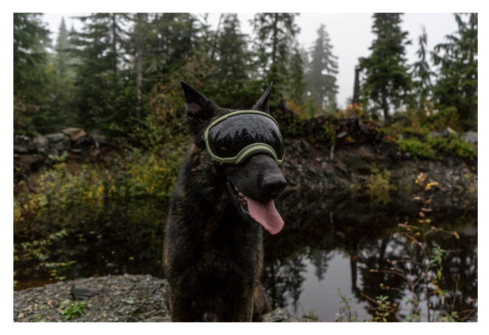 Load image into Gallery viewer, V2 Large Dog Goggles - Rocky Mountain Dog
