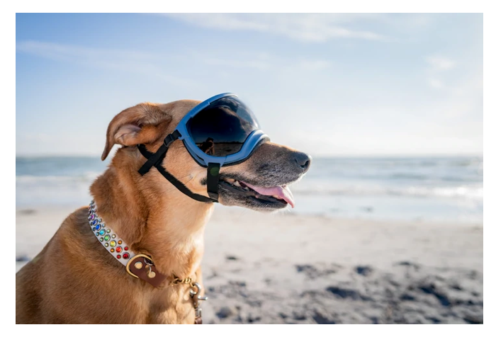 Load image into Gallery viewer, V2 Large Dog Goggles - Rocky Mountain Dog