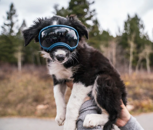 Load image into Gallery viewer, V2 Small Dog Goggles - Rocky Mountain Dog