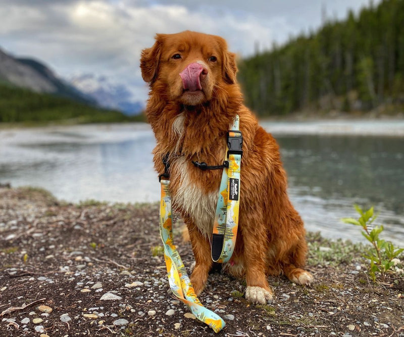 Load image into Gallery viewer, brown nova scotia duck tolling retriever sitting on top of a rock next to lake arnette wearing RMD Dog leash

