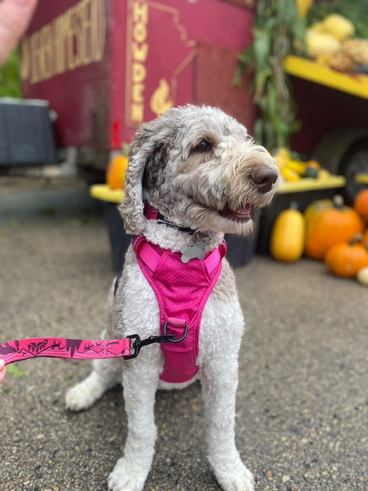 small poodle mix breed wearing a pink harness on a leash