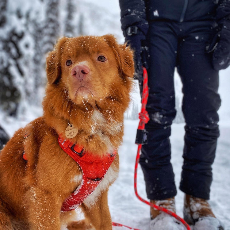 dog winter wearing rmd harness and leash mountains