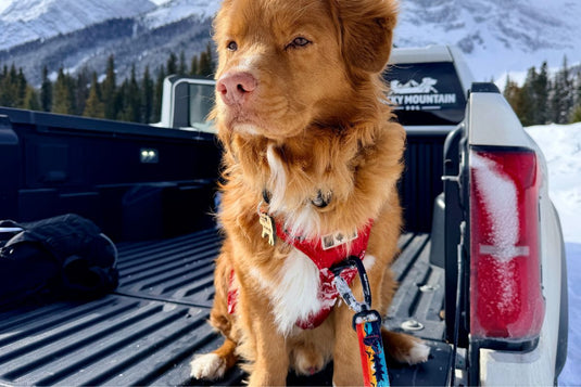 Best No-Pull Dog Harness for Active Breeds