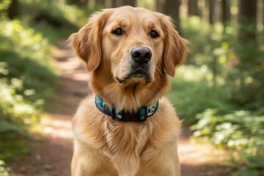 How to Properly Fit a Dog Collar: A Complete Guide for New Puppy and Dog Owners