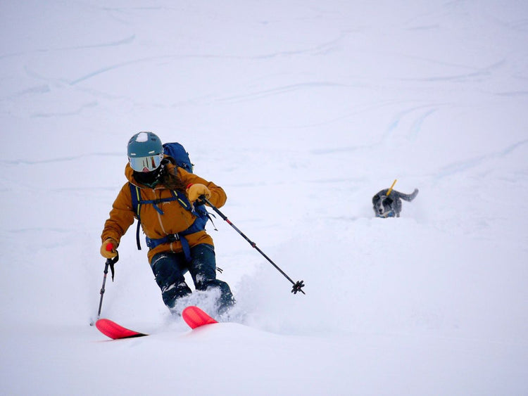 Tips for Skiing with your Dog in the Mountains