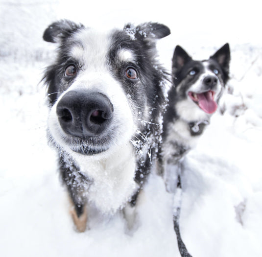 two dogs winter snow