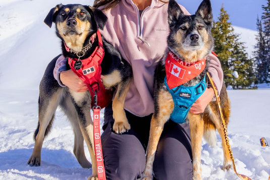 How to Get Your Dog Onboard with Harness Training