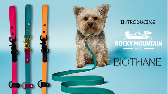 Everything you need to know about Biothane Leashes and Collars