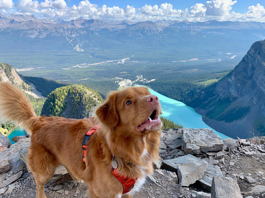 duck toller dog hiking mountains lake louise alberta