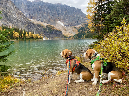 10 Of The Best Banff Hikes to Enjoy with your Dog