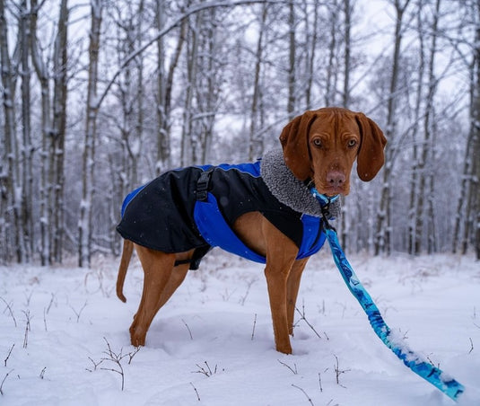 11 Essentials for Winter Hiking with Your Dog