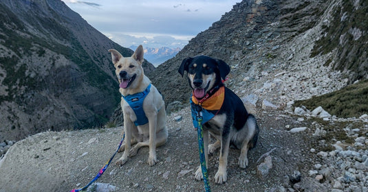 The Rocky Mountain Dog Leash Guide: Finding the Perfect Leash for Every Adventure