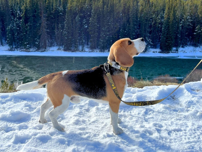 Canada Park Series | A Must-Have Dog Leash and Collar