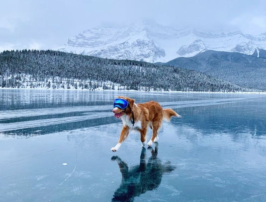 Dog Goggles: What Are They for, and Does Your Dog Need Them?