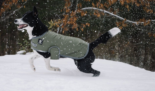Which winter gear is right for your dog?