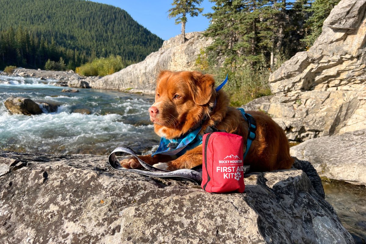 Dog Safety First Aid Field Guide and Safety Gear For Dogs – Rocky ...
