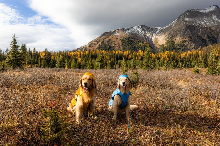 Why Your Dog Needs a Rain Jacket: A Must-Have for Wet Weather Adventures