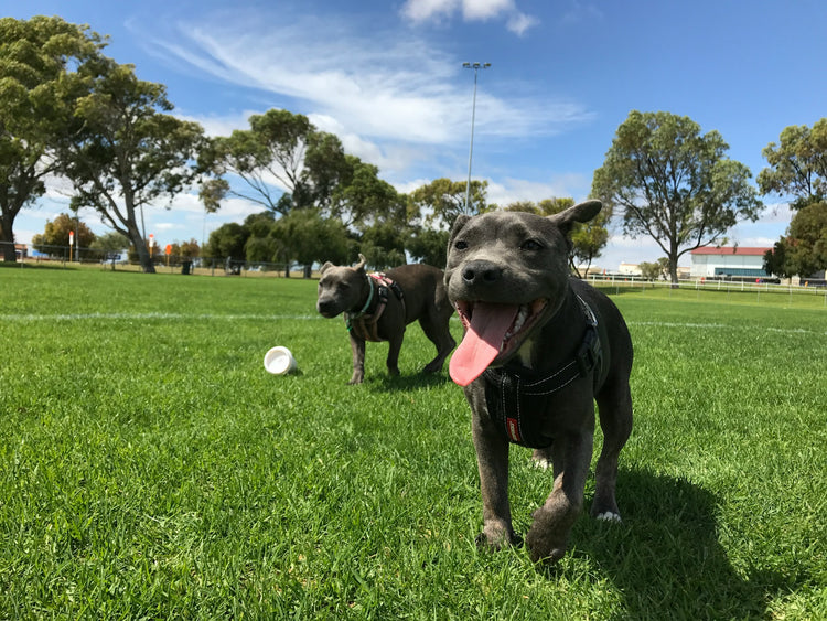 Best Off-Leash Dog Parks in Ontario