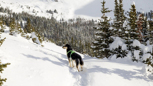 How to Raise an Adventure Dog: A Beginner’s Guide to Exploring the Outdoors Together