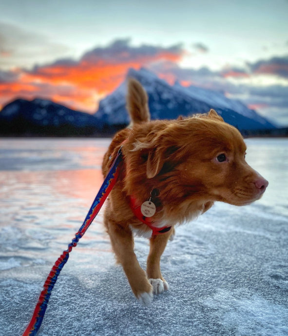 The Best (40 of them!) Dog-Friendly Winter Hikes Across Canada