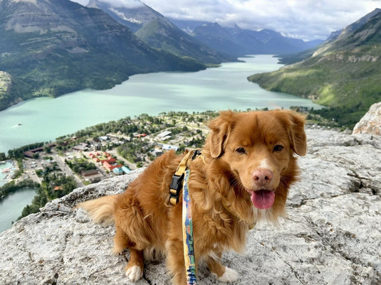 Rocky Mountain Dog Expands All Mountain Collection with New Waterton-Inspired Leash and Collar
