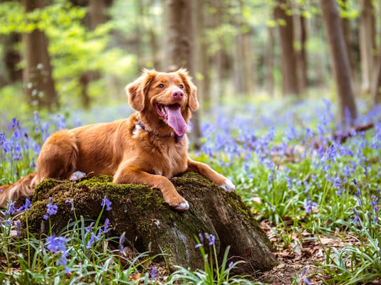Best Off Leash Dog Parks in Quebec