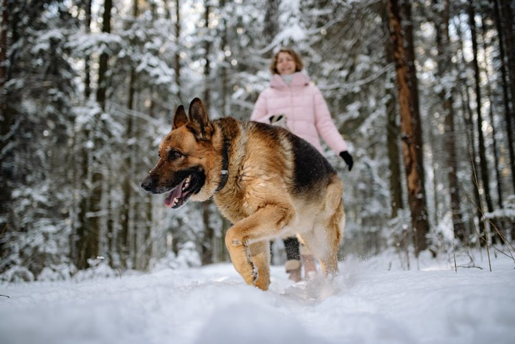 Best Off-Leash Dog Parks in Alberta