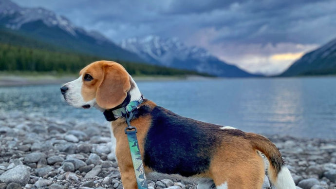 The Best Leashes for Dogs That Pull