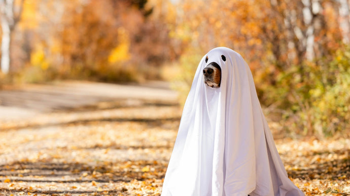 Howl-o-Ween Fun: The Ultimate Guide to Halloween Dog Leash and Safety Tips