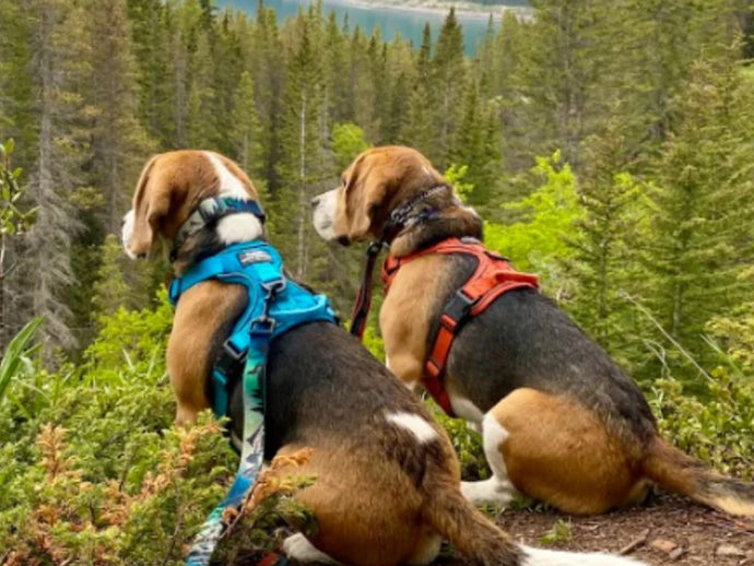 5 Pawsome Reasons Your Dog Needs a Harness